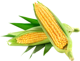 Corn