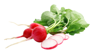 Radish